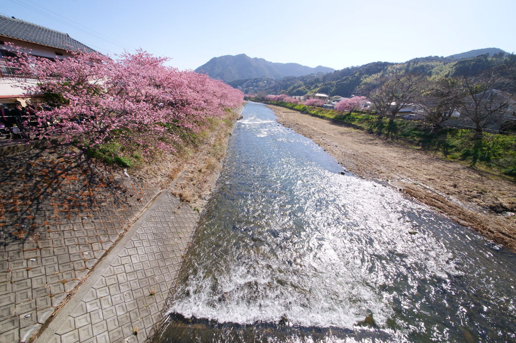河津桜まつり 2016 2/21 DSC02933