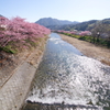 河津桜まつり 2016 2/21 DSC02933