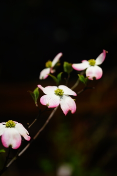 街中で見かけた春の花々～ハナミズキ～②