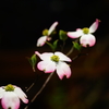 街中で見かけた春の花々～ハナミズキ～②