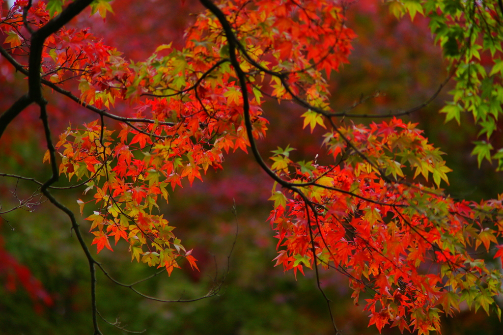 ちょっぴり紅葉狩り ぶら散歩 箱根 2015 10/31 DSC09016
