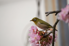 河津桜＆メジロ 三浦海岸ぶら散歩 2016 2/6 DSC02363