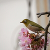 河津桜＆メジロ 三浦海岸ぶら散歩 2016 2/6 DSC02363