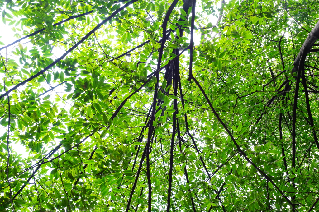 靖国神社 2016 3/27 DSC07324