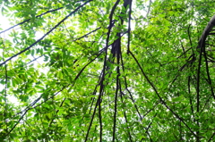 靖国神社 2016 3/27 DSC07324