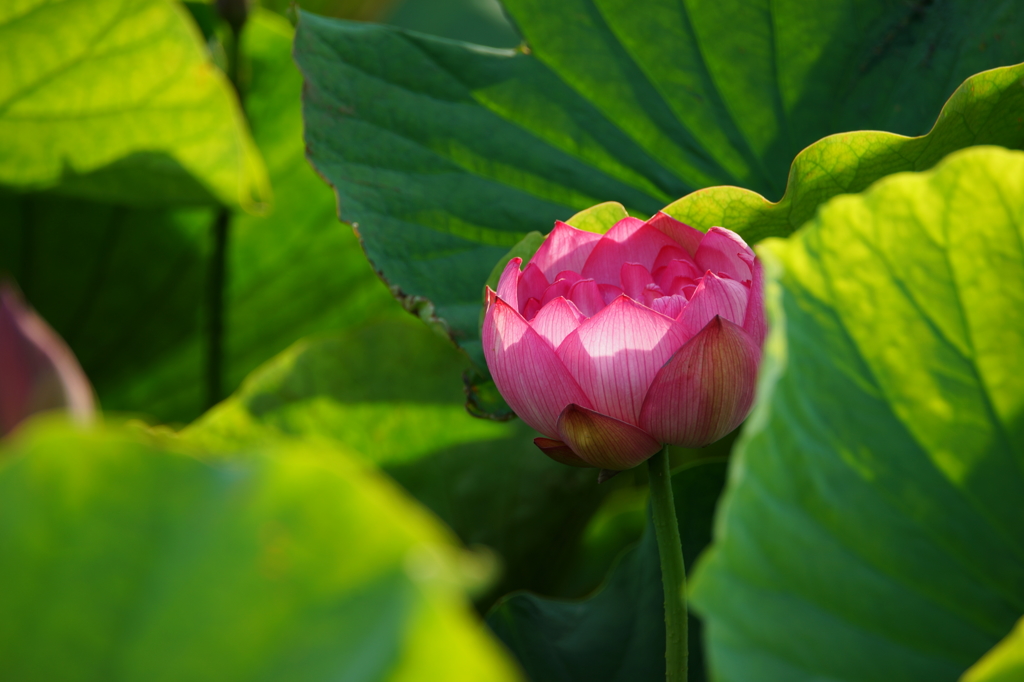 秘密の蓮池again 朝ぶらの収穫 2016 6/19 DSC03852
