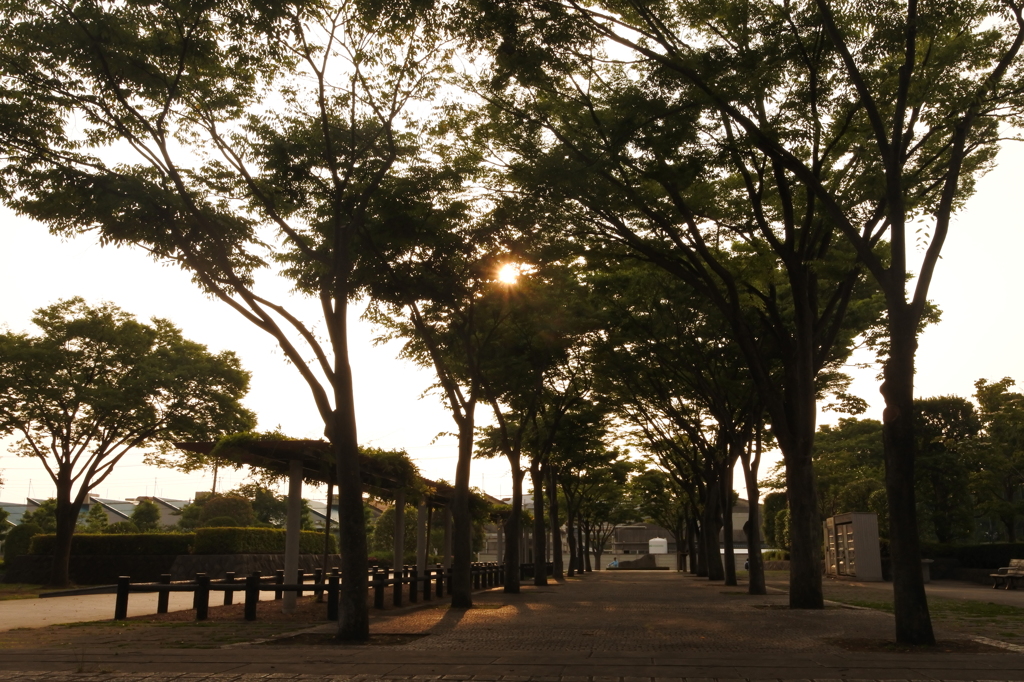 ちょっぴり新林公園 2016 6/1 DSC_0497