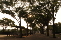 ちょっぴり新林公園 2016 6/1 DSC_0497