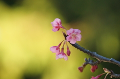 鎌倉宮 河津桜 2016 1/24 DSC04697