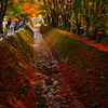 河口湖で紅葉狩り～もみじ回廊 ③
