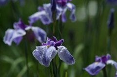 横須賀菖蒲園にて 6/6 DSC00433