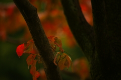 小さい秋 ぶら散歩 昭和記念公園 2015 10/10 DSC07909