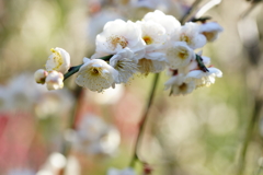 立春の常立寺～枝垂れ梅～②