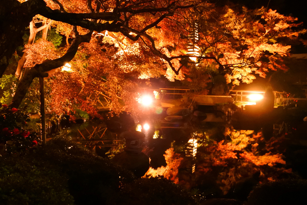 紅葉ライトアップ～長谷寺～②