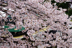 満開の桜と江ノ電 龍口寺ぶら散歩 2016 4/2 DSC07776