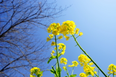 春色～菜の花～②