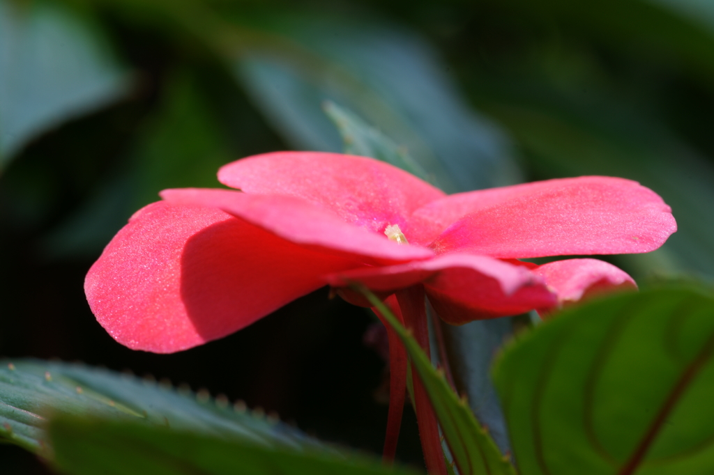 ぶら散歩 弥勒寺 7/25 DSC03599