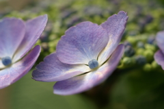 額紫陽花 鎌倉にて5/31 PICT2493