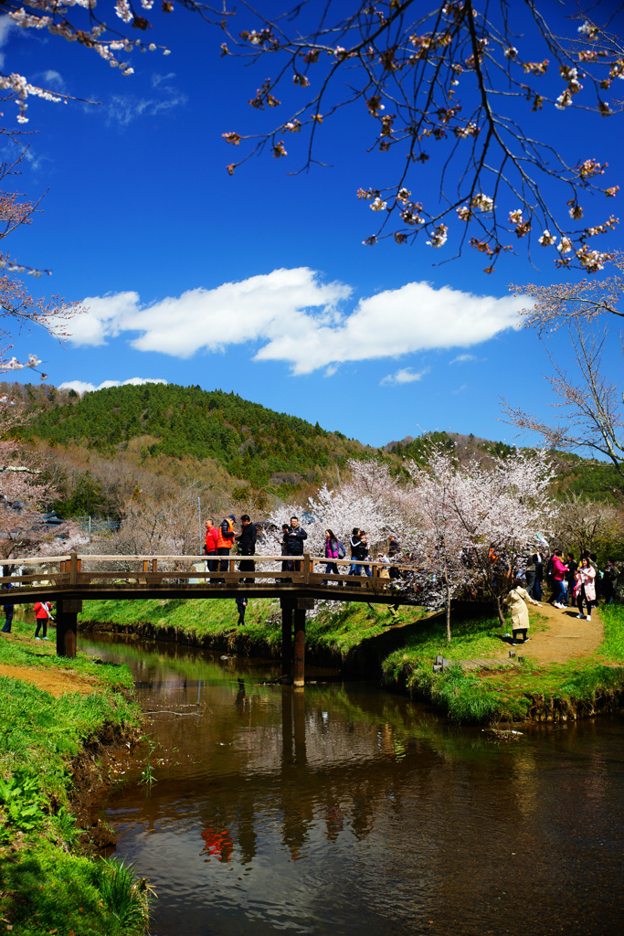 忍野村を訪ねて...桜と清らかな水 ②