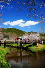 忍野村を訪ねて...桜と清らかな水 ②