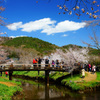 忍野村を訪ねて...桜と清らかな水 ②