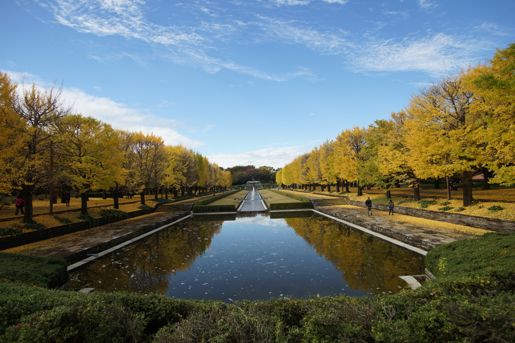 黄葉・紅葉 ぶら散歩 国営昭和記念公園 2015 11/15 DSC01356