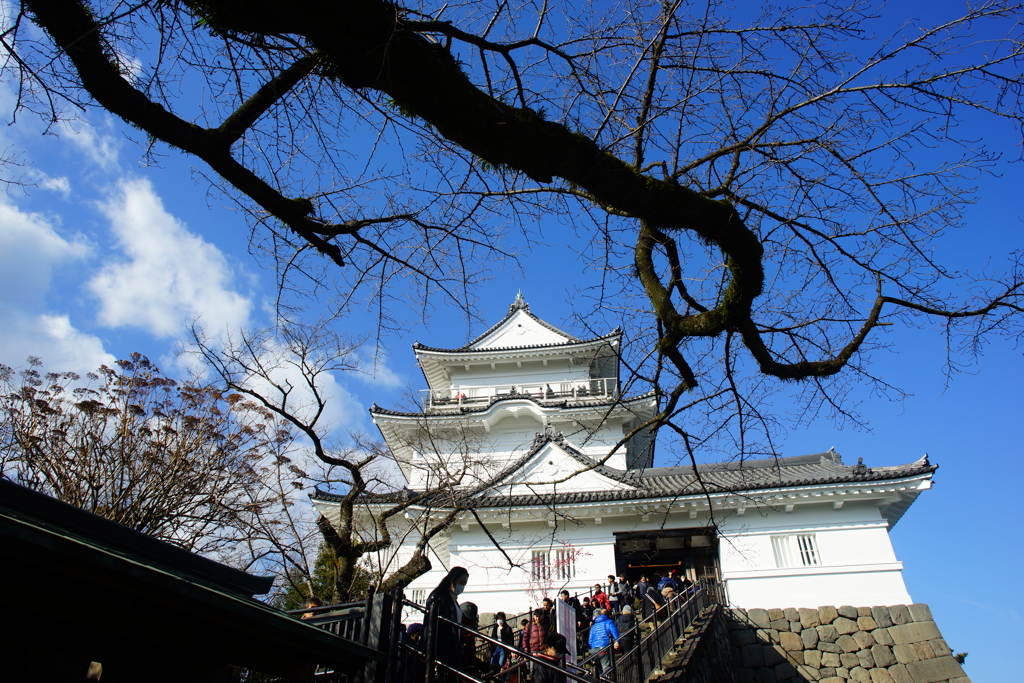 小田原城 天守閣登城