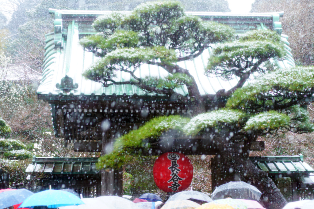 春の雪と傘の華…長谷寺