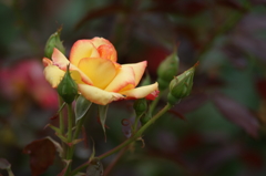 雨上がりの花菜ガーデンにて 6/27 DSC01689