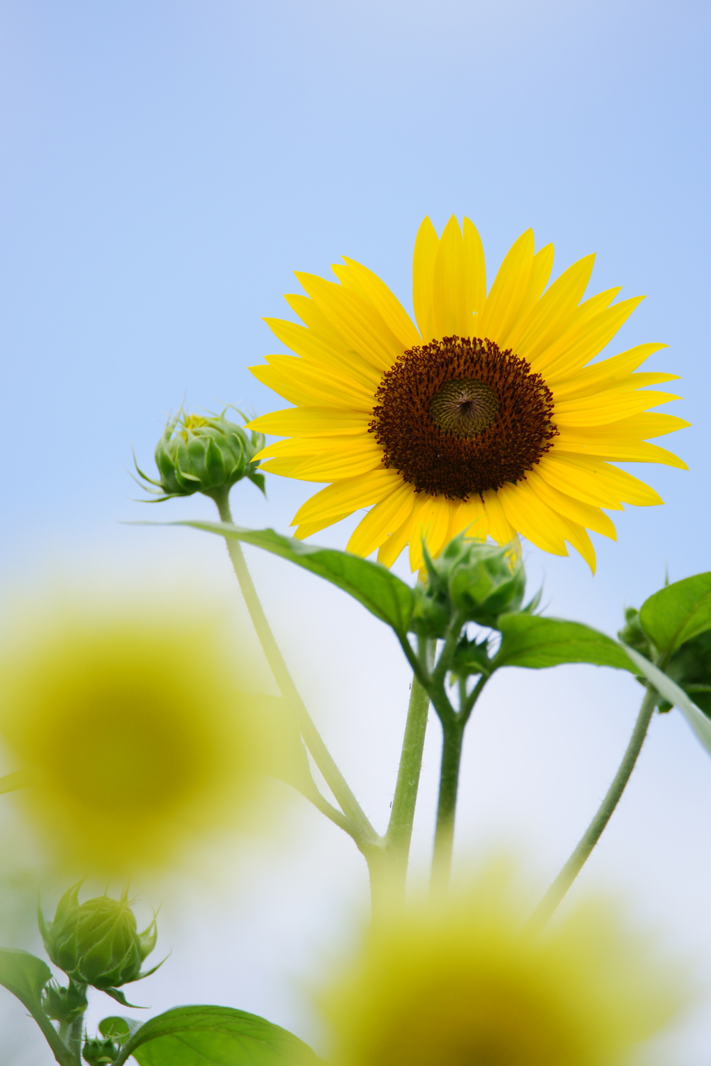 夏の花 2016 7/31 DSC00191