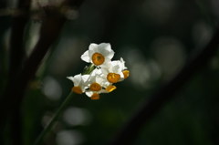 吾妻山 菜の花 ウォッチング 2016 1/9 DSC01944