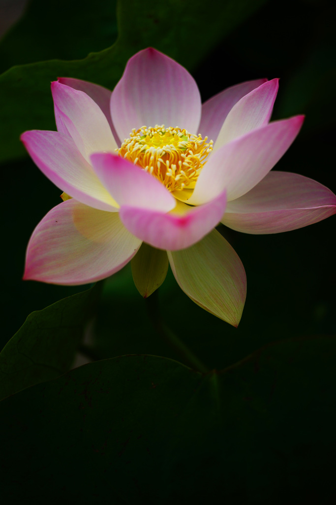 極楽の花開く季節 ⑧