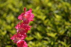 ぶら散歩 7/20 DSC02848