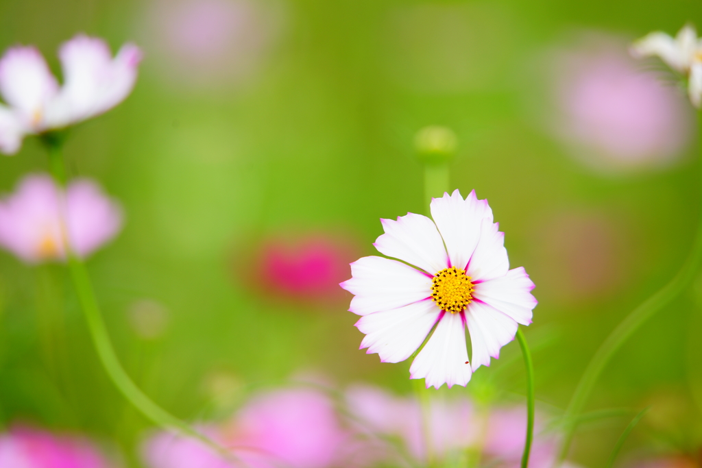 お願い揺れないで～秋桜～　DSC00895