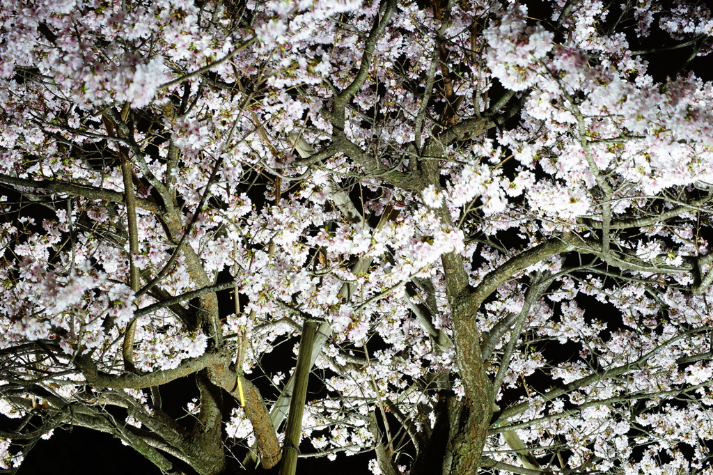 夜桜（玉縄桜） フラワーセンター 2016 3/5 DSC06688
