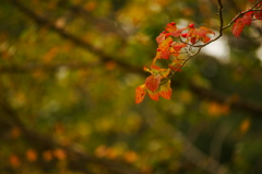 小さい秋 ぶら散歩 昭和記念公園 2015 10/10 DSC07921