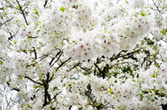 皇居東御苑 2016 3/27 DSC07187