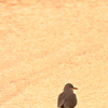 波打ち際で黄昏て… 2016 1/20 DSC_2051