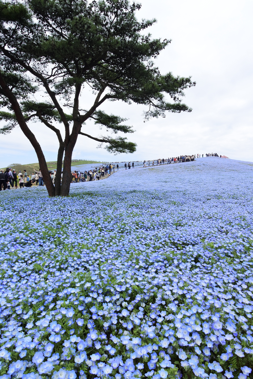 いざ、国営ひたち海浜公園 2016 4/23 DSC_0262