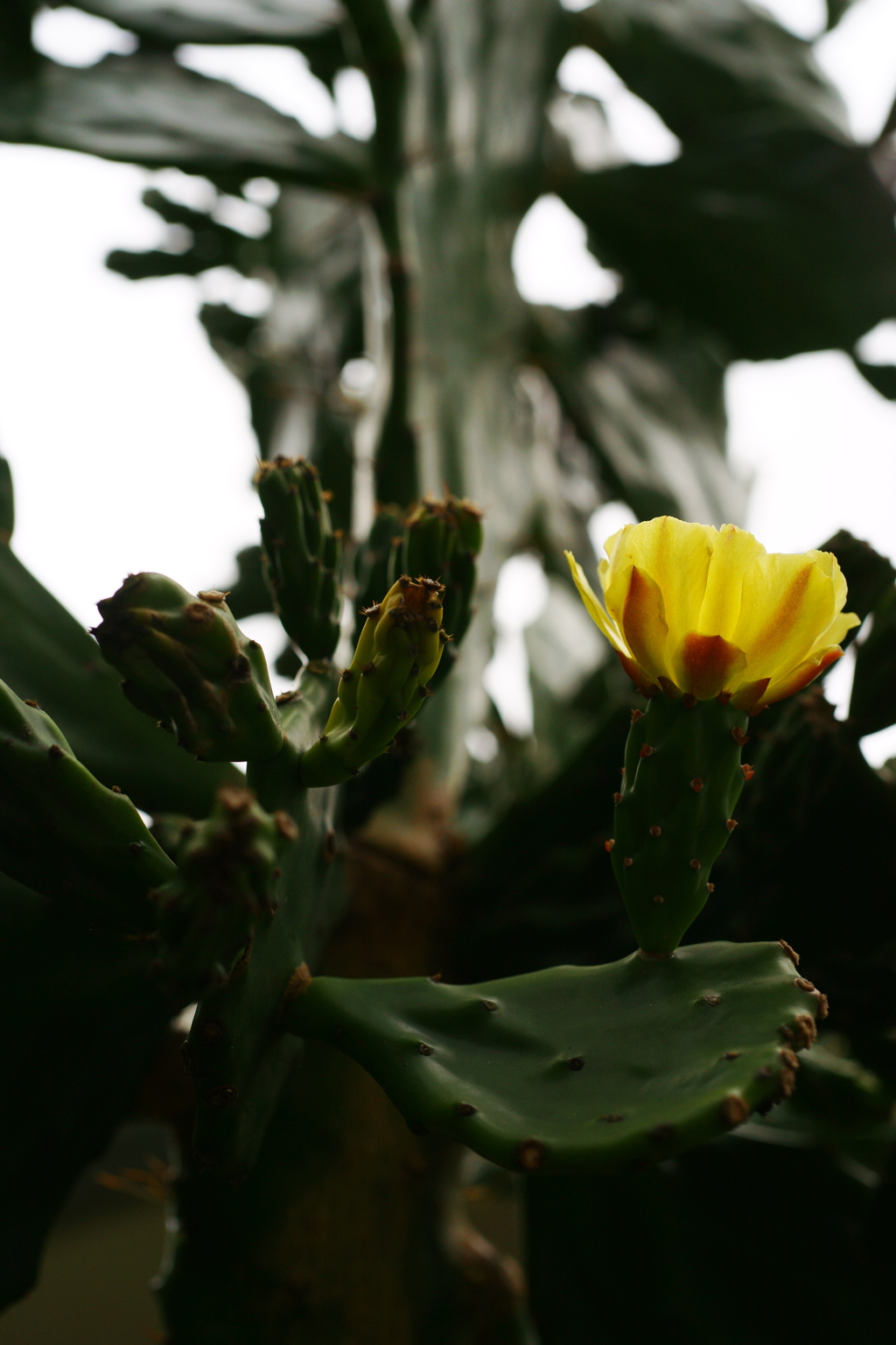 ぶら散歩 腰越 9/27 DSC06803