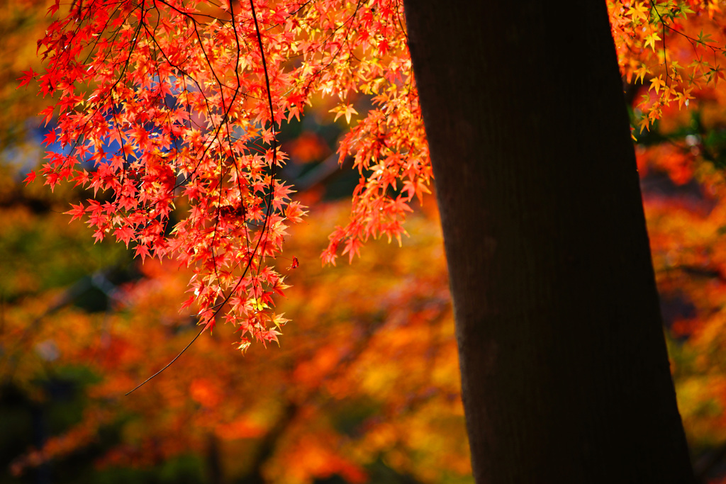 晩秋の妙本寺～艶やかなり ②