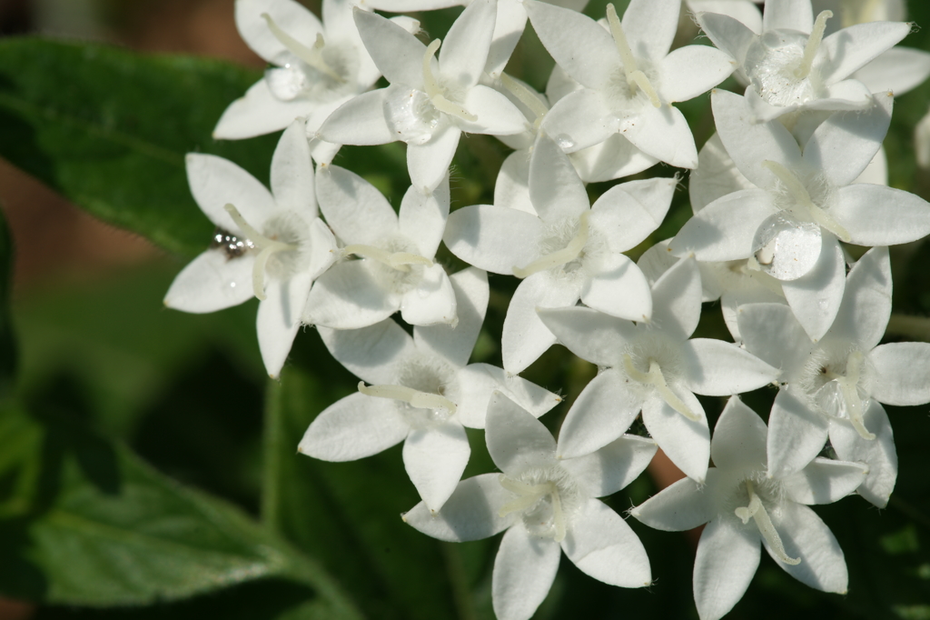 ぶら散歩 腰越 7/27 DSC03967