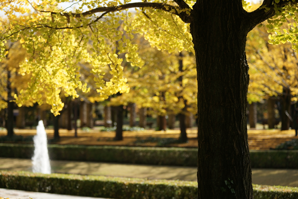 黄葉・紅葉 ぶら散歩 国営昭和記念公園 2015 11/15DSC00355