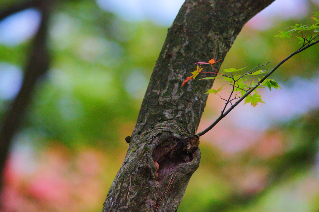 ちょっぴり紅葉狩り ぶら散歩 箱根 2015 10/31 DSC09068