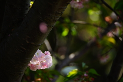 朝の光の中で～八重桜～④