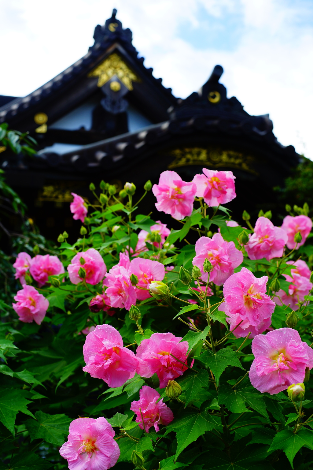 大巧寺の芙蓉 2016 8/20 DSC08425