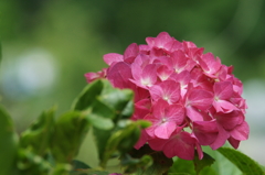 横須賀菖蒲園にて 6/6 DSC00926