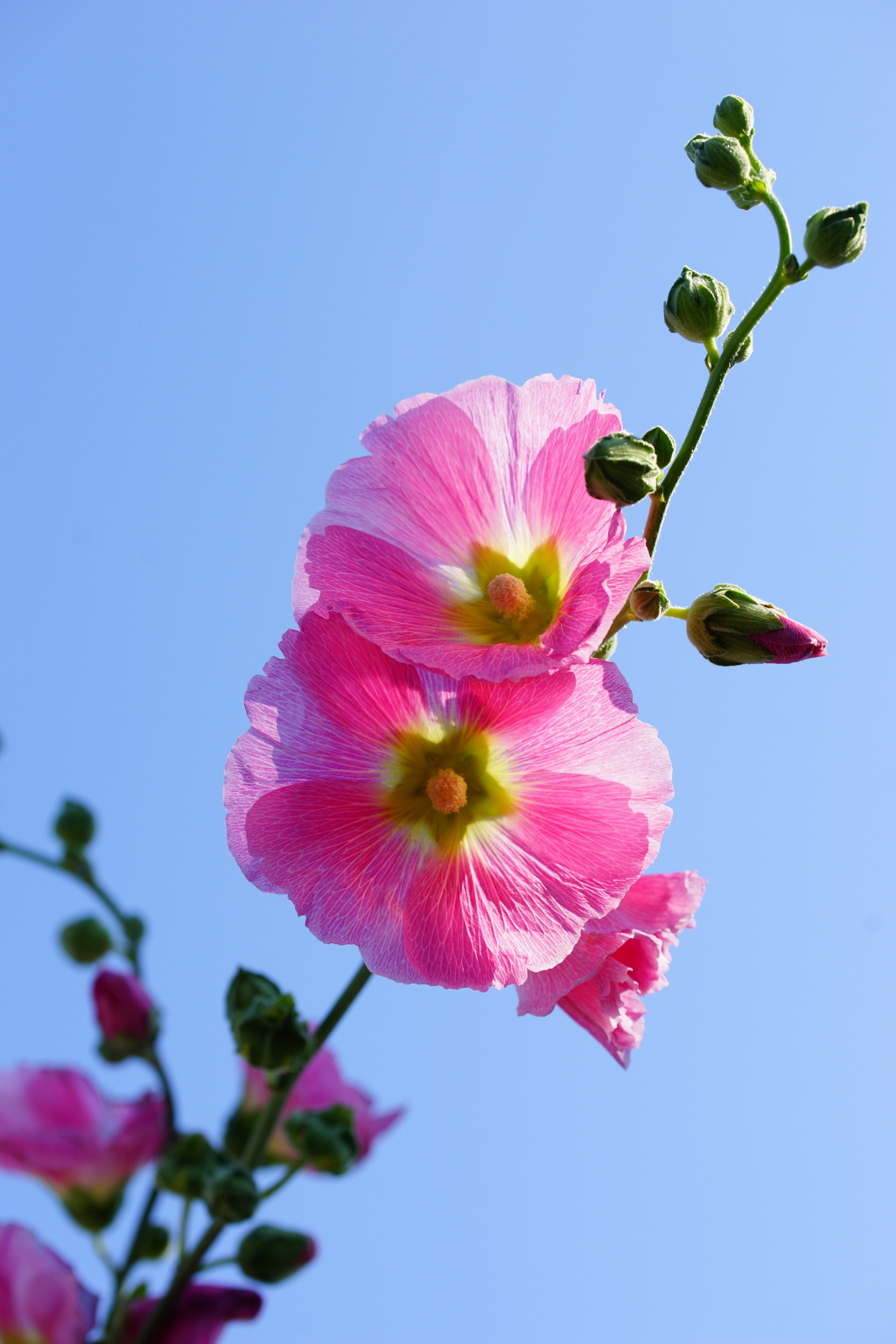 初夏に天高く伸びる存在感～立葵～⑤