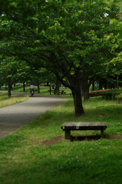桜並木 来春を楽しみに 引地川親水公園 2016 5/28  DSC03301