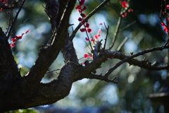 立春の常立寺～紅梅～